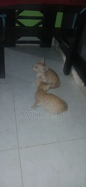 ১-৩ মাস বয়সী মেইল মিক্সড ব্রিড বেঙ্গল বিড়ালছানা