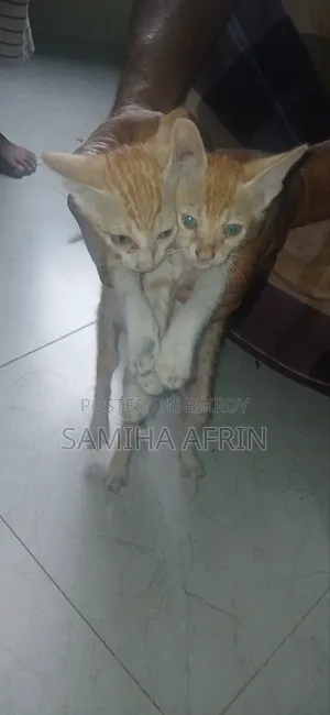 ১-৩ মাস বয়সী মেইল মিক্সড ব্রিড বেঙ্গল বিড়ালছানা