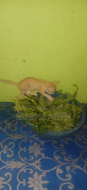 ১-৩ মাস বয়সী মেইল মিক্সড ব্রিড বেঙ্গল বিড়ালছানা