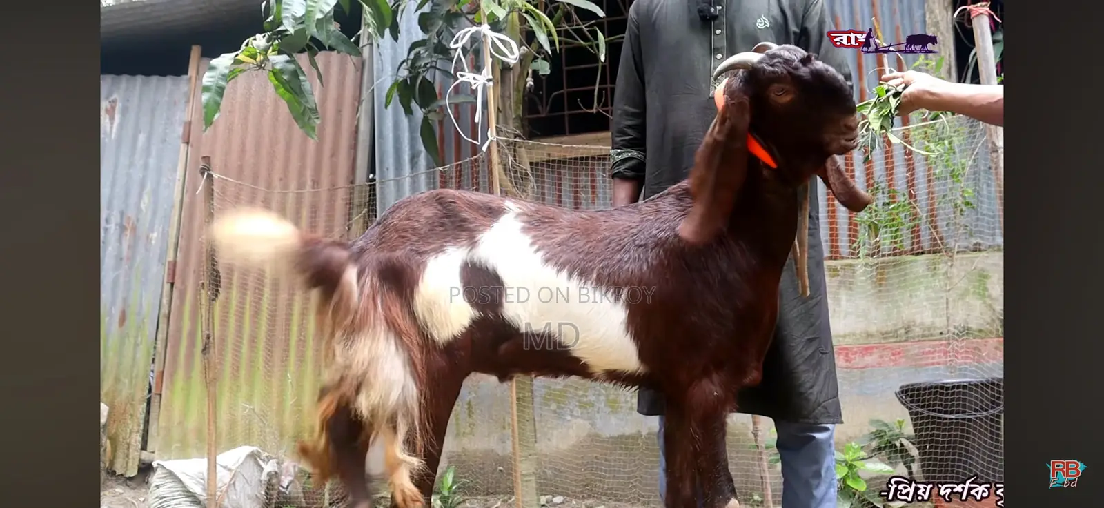 Khashi Goat for Sale