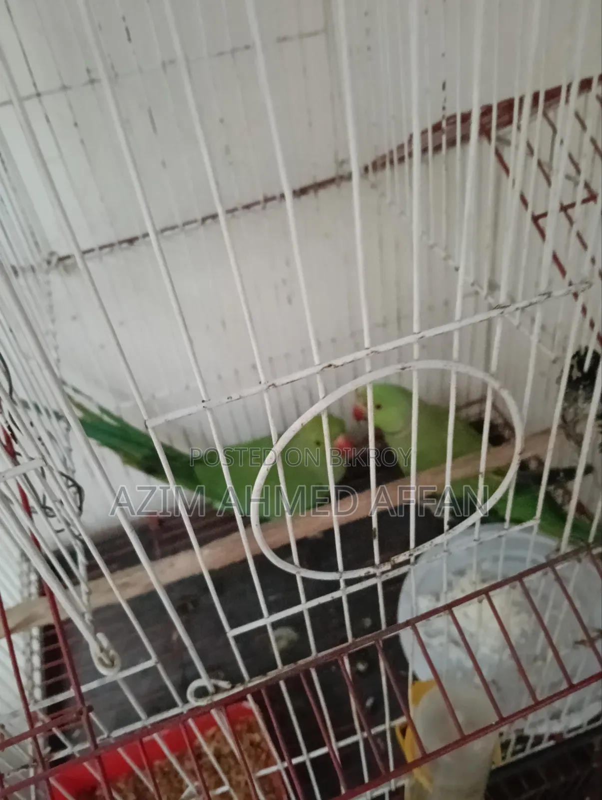 রিং নেক প্যারট