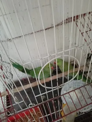 রিং নেক প্যারট