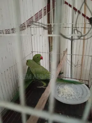 রিং নেক প্যারট