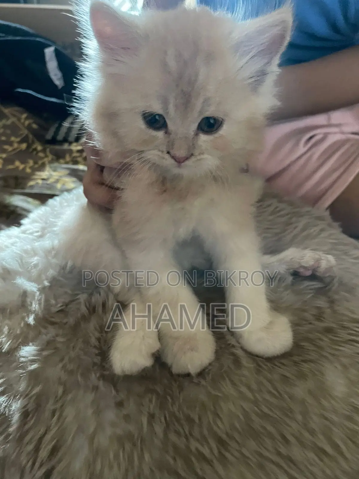 1-3 months Male Purebred Persian