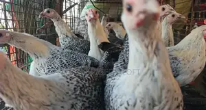ফাউমি মুরগী