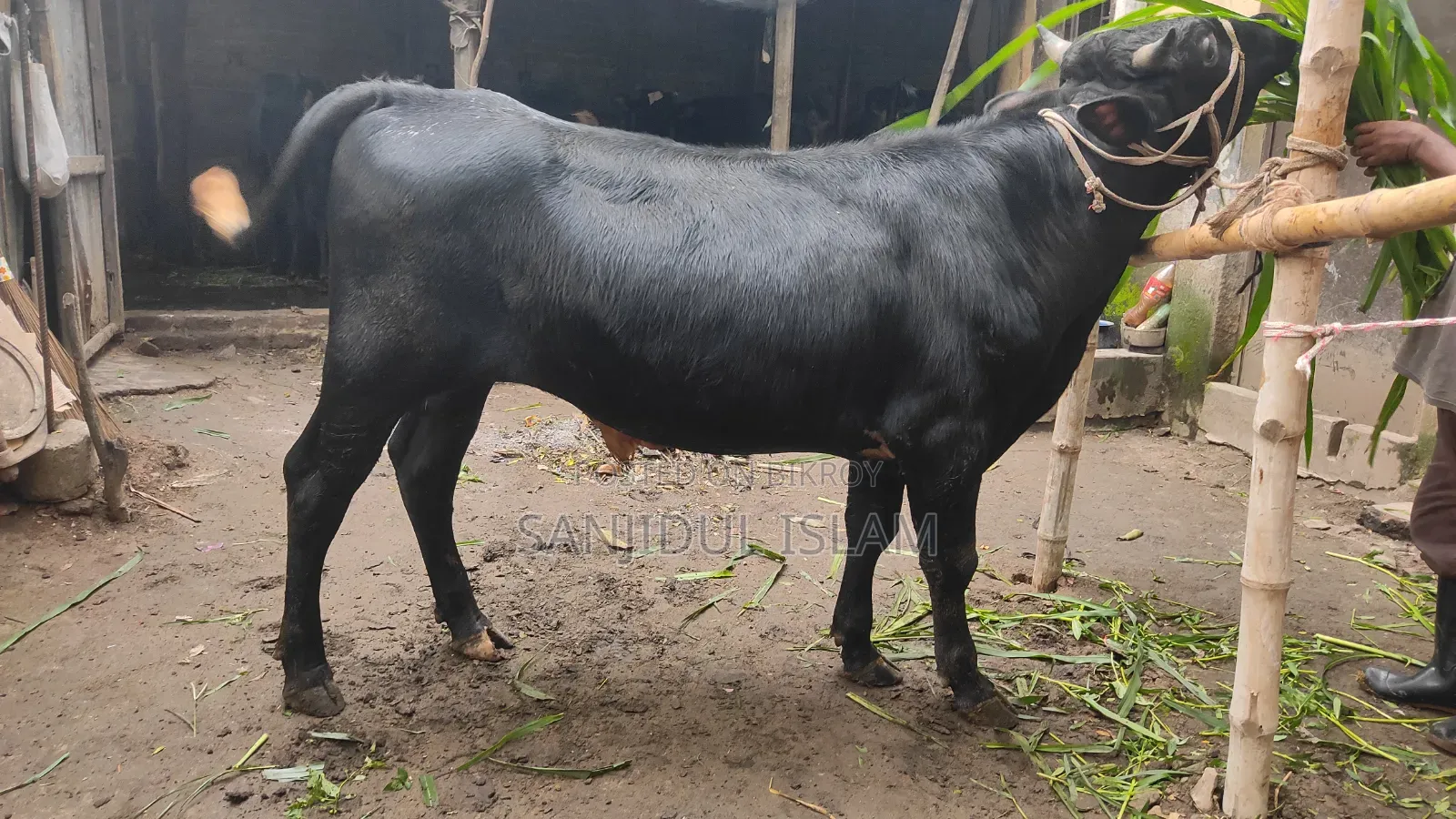 Cow for Sale