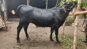 Cow for Sale