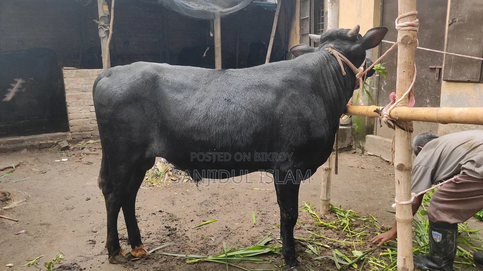 Cow for Sale