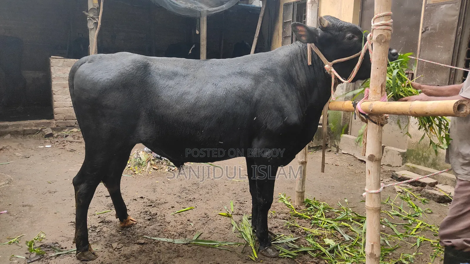 Cow for Sale