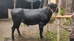 Cow for Sale