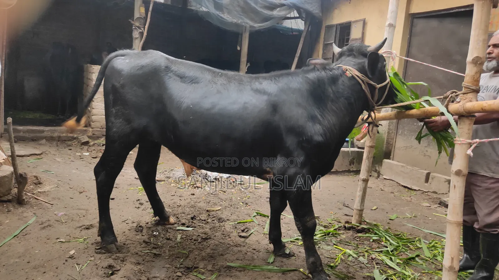 Cow for Sale