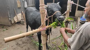 Cow for Sale