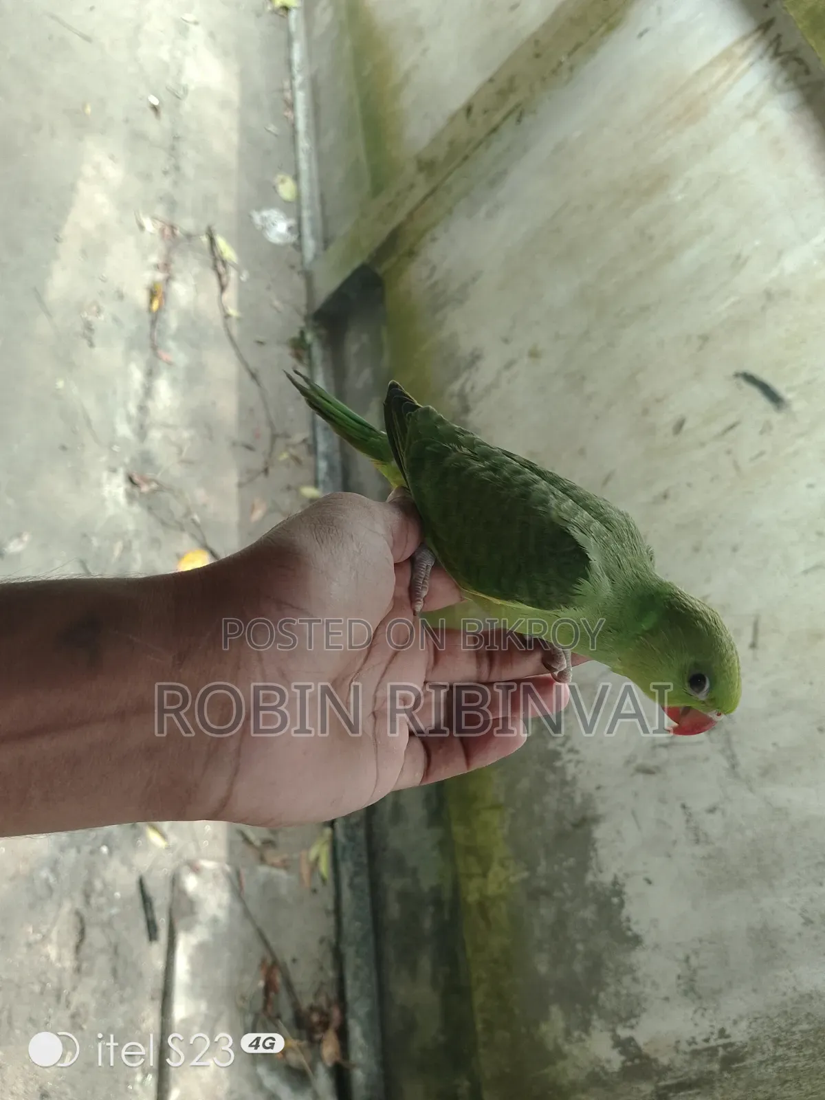 A Very Good Bird
