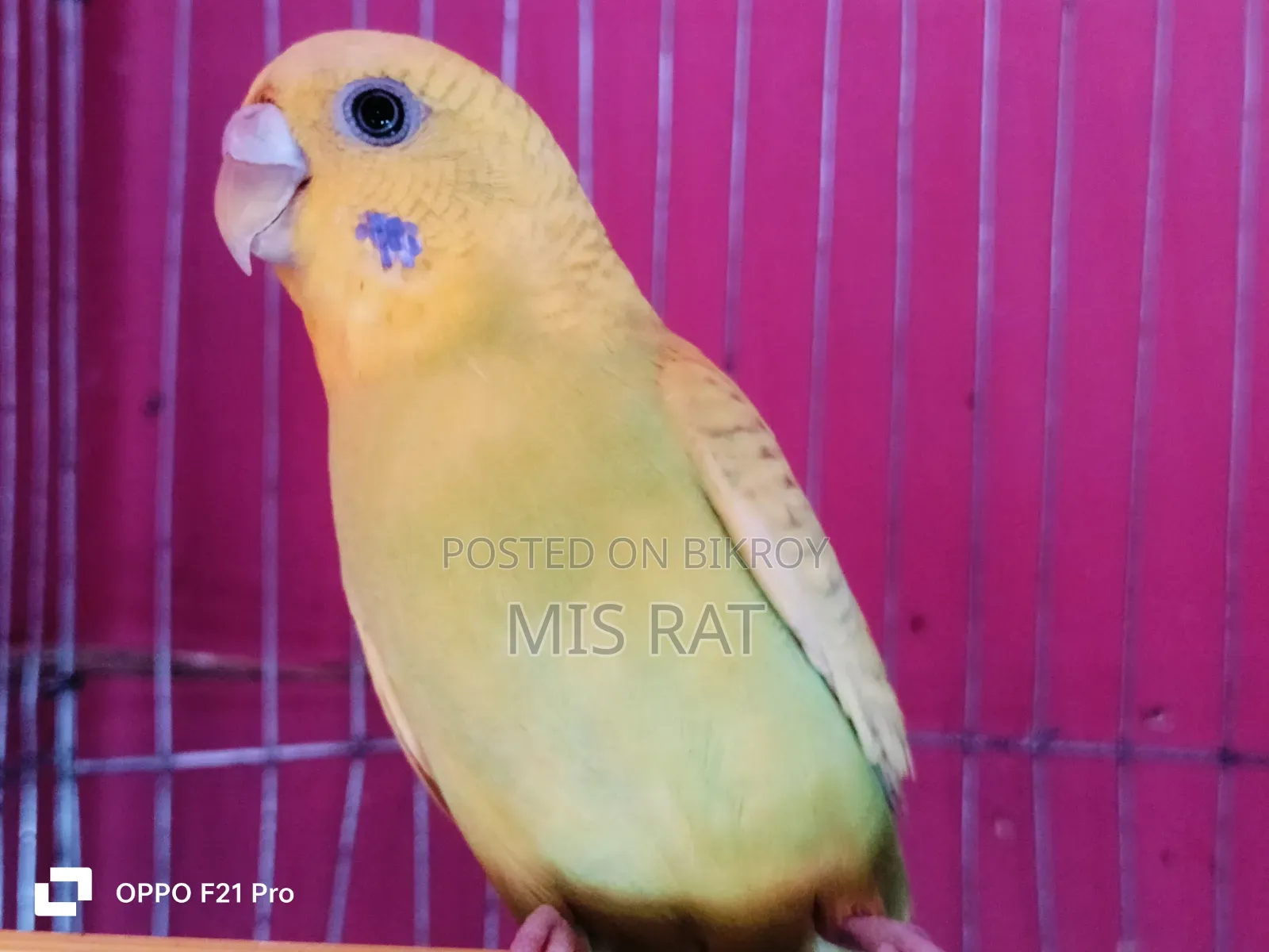 Budgerigar Bird