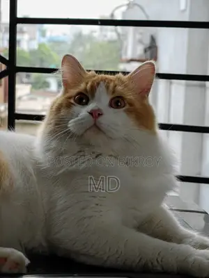 ১+ বছরের পুরুষ মিক্সড ব্রিড পার্সিয়ান