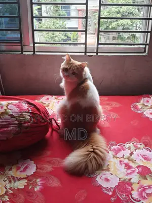 ১+ বছরের পুরুষ মিক্সড ব্রিড পার্সিয়ান
