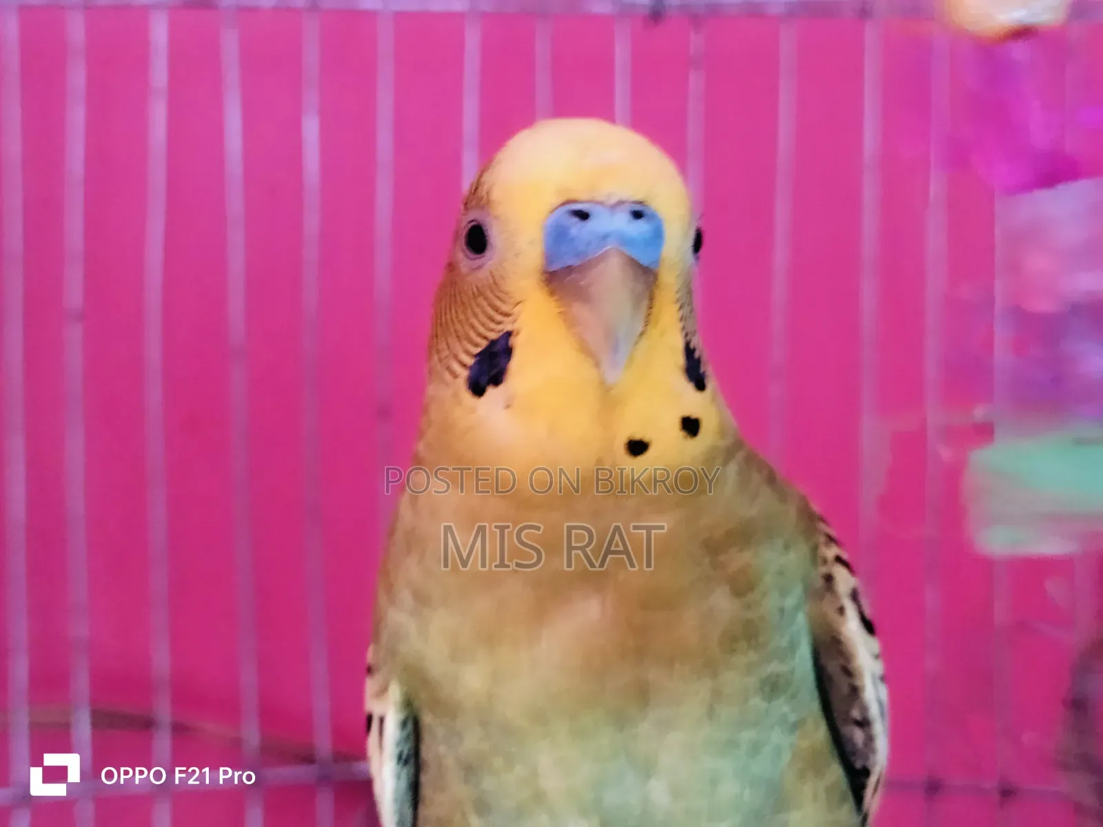 Budgerigar Bird
