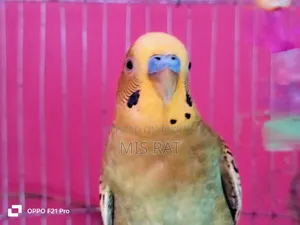 Budgerigar Bird