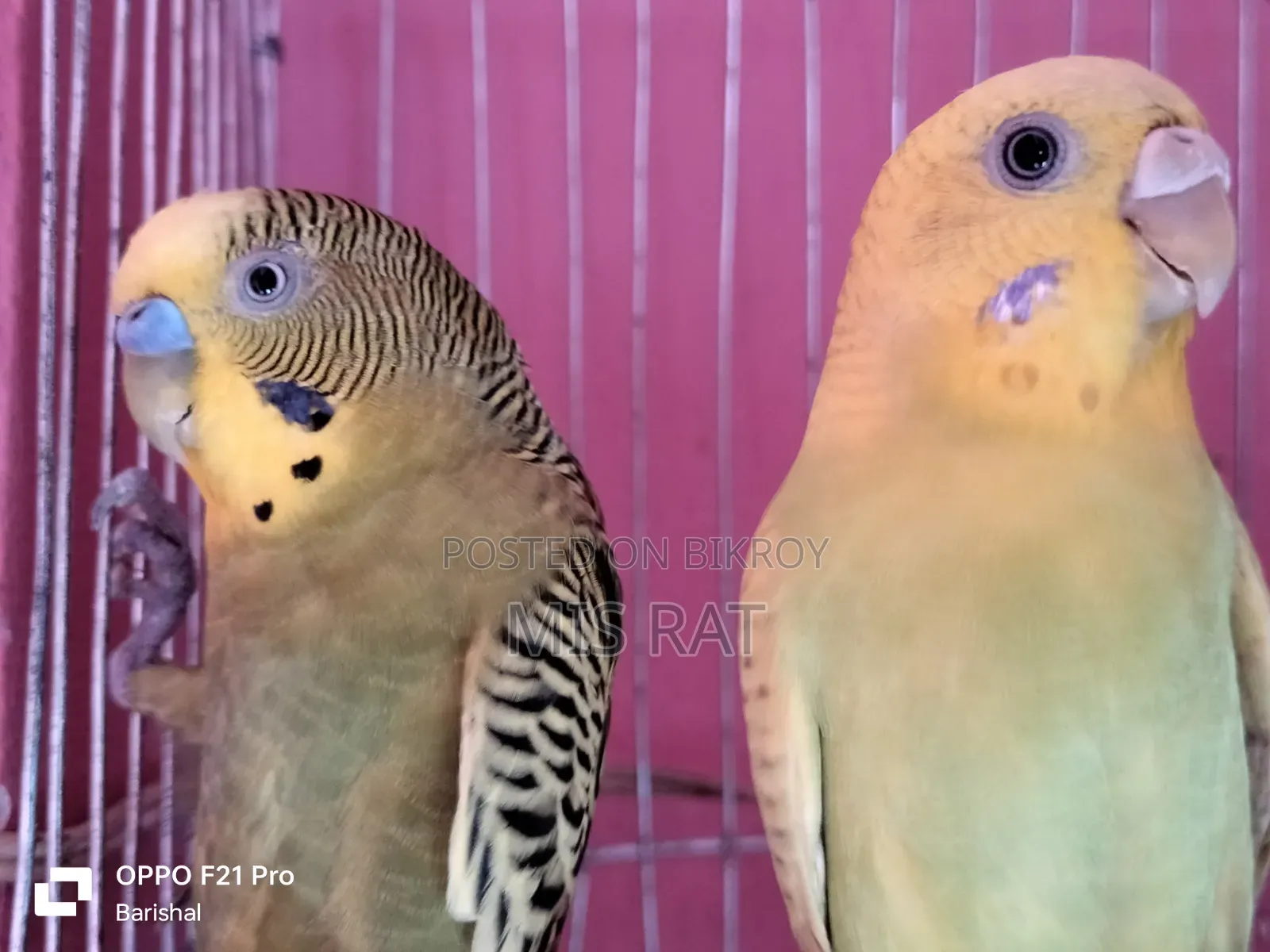Budgerigar Bird