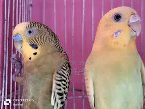 Budgerigar Bird