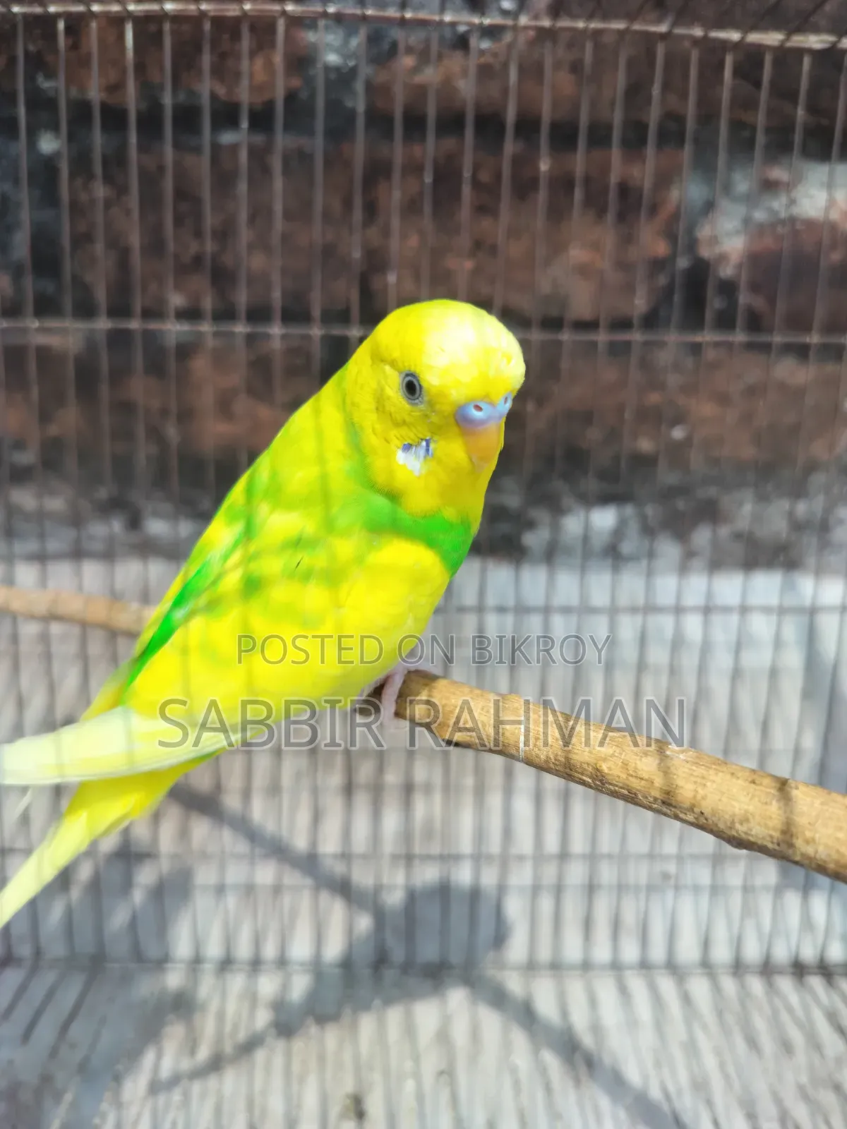 Budgie Bird