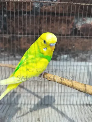 Budgie Bird