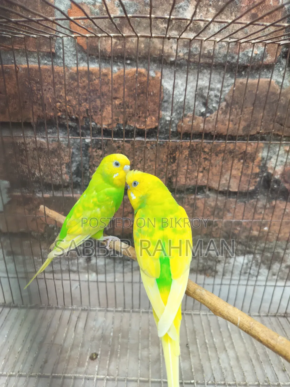 Budgie Bird
