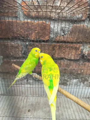 Budgie Bird