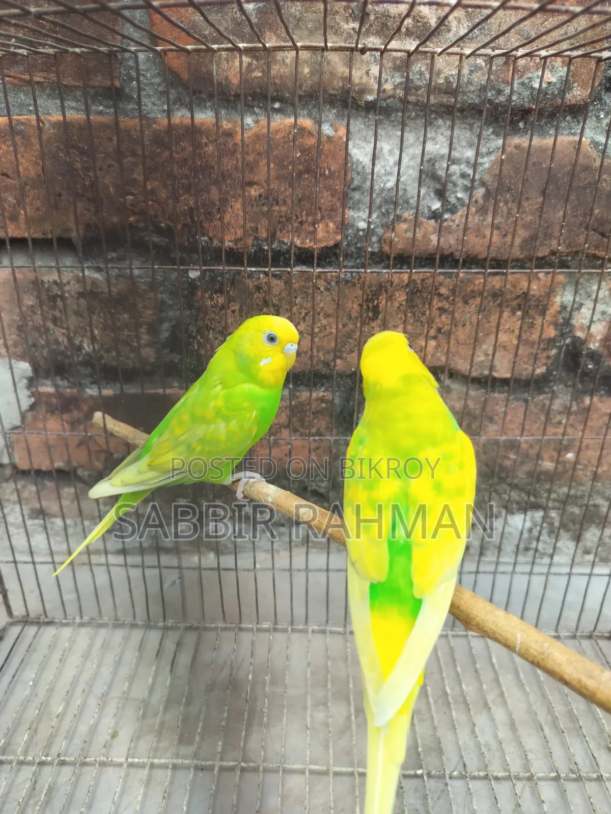 Budgie Bird