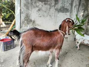 Beautiful Healthy Goat for Sale