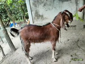 Beautiful Healthy Goat for Sale