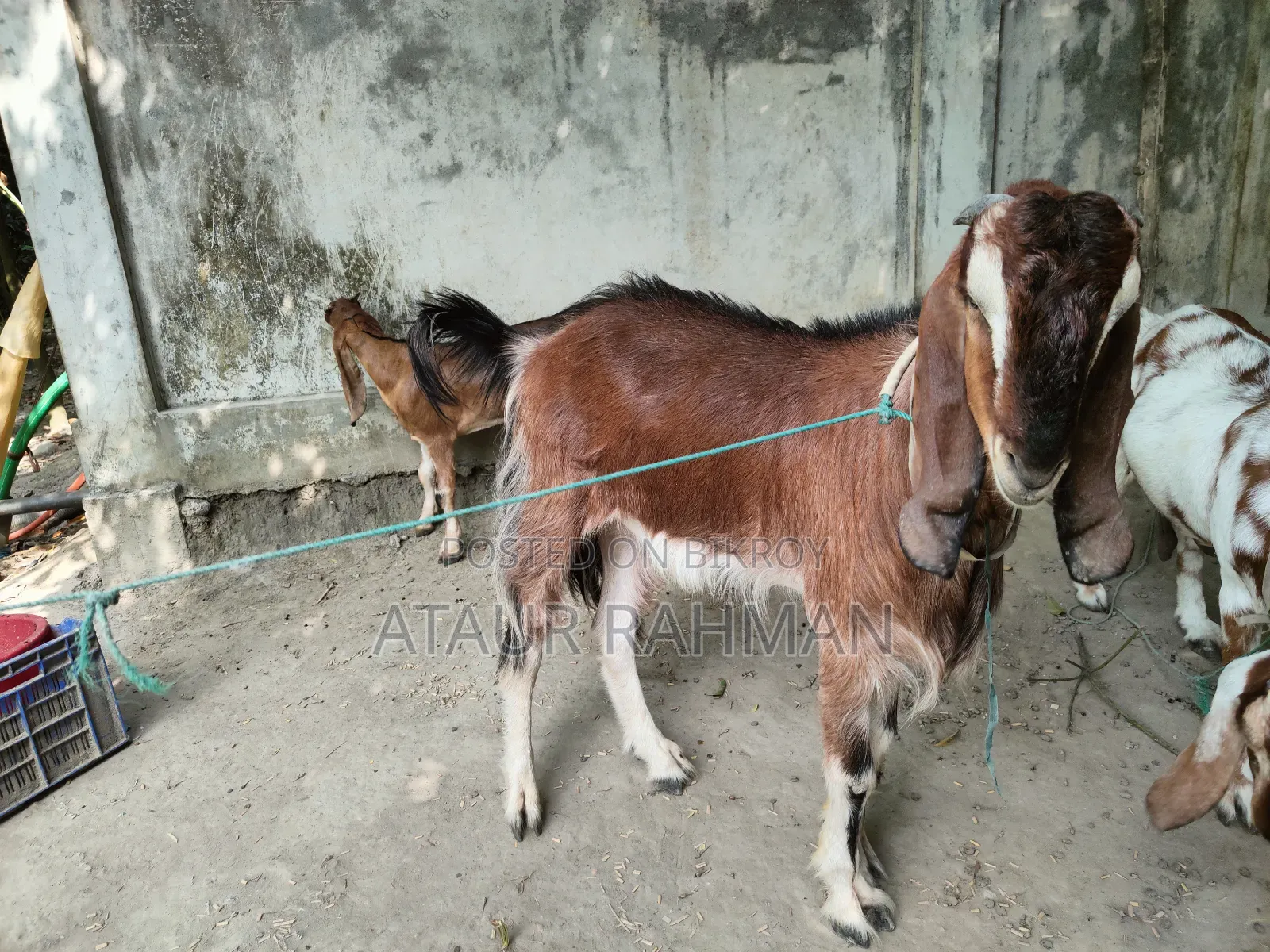 Beautiful Healthy Goat for Sale