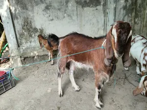 Beautiful Healthy Goat for Sale
