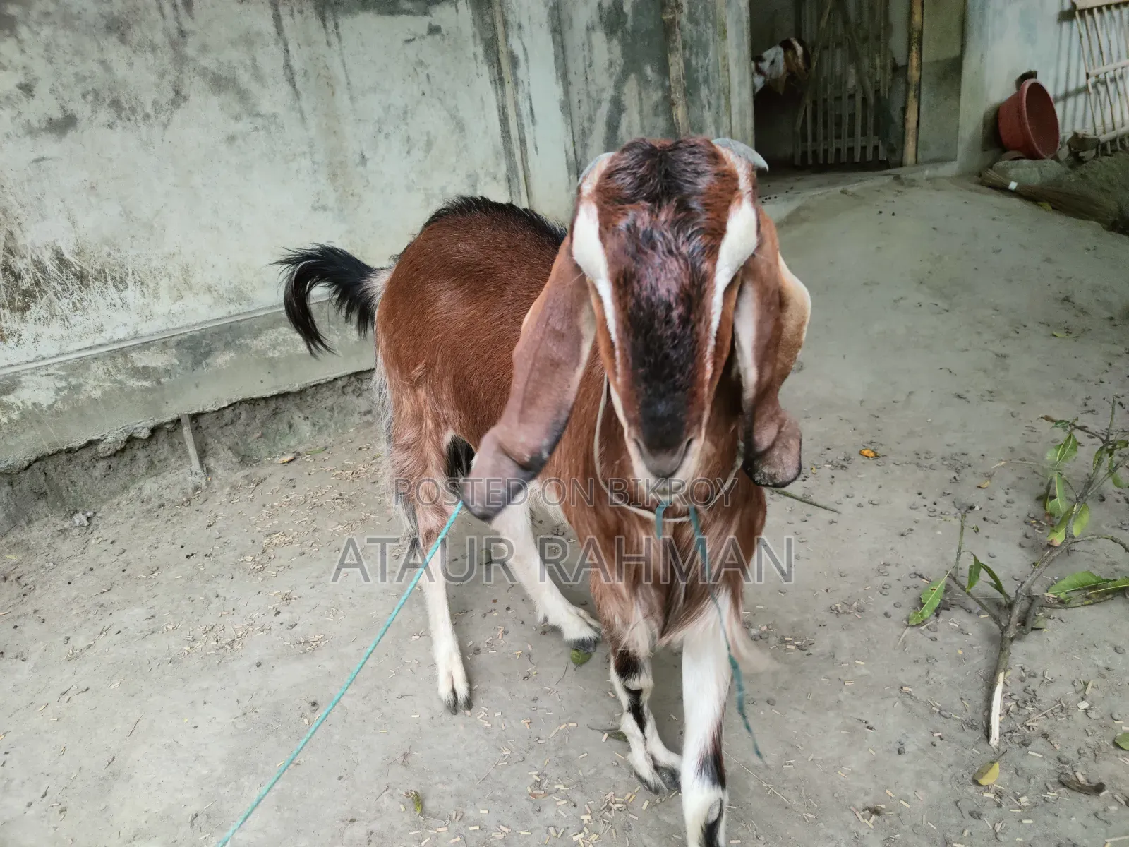 Beautiful Healthy Goat for Sale
