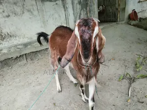 Beautiful Healthy Goat for Sale