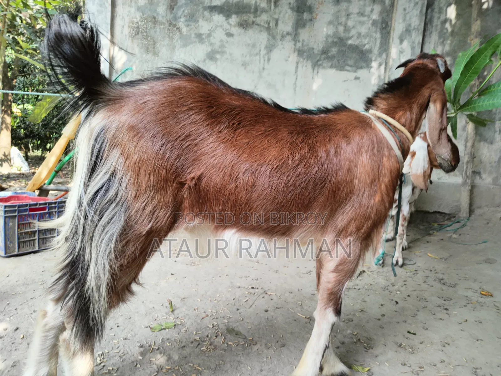 Beautiful Healthy Goat for Sale
