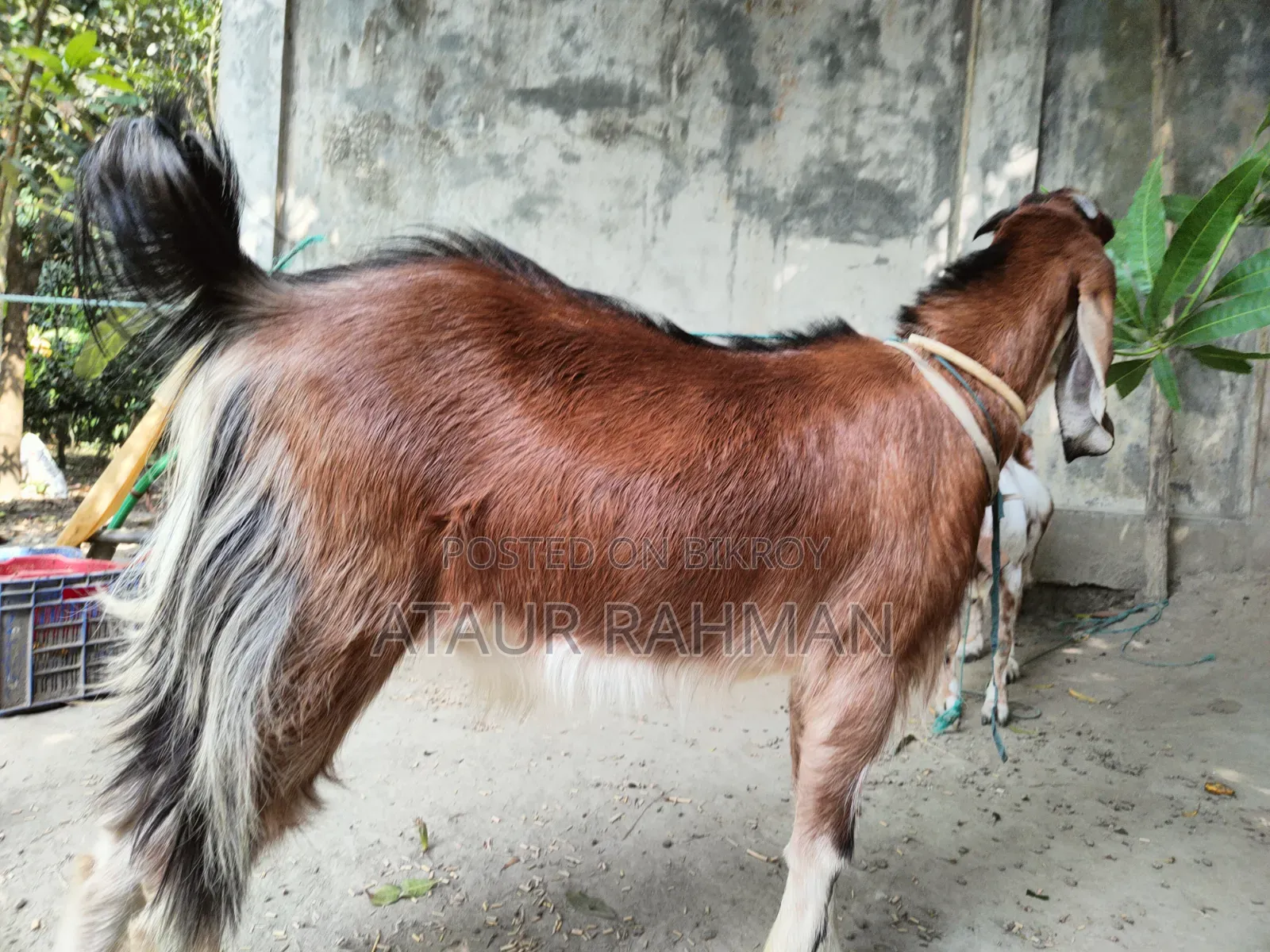 Beautiful Healthy Goat for Sale