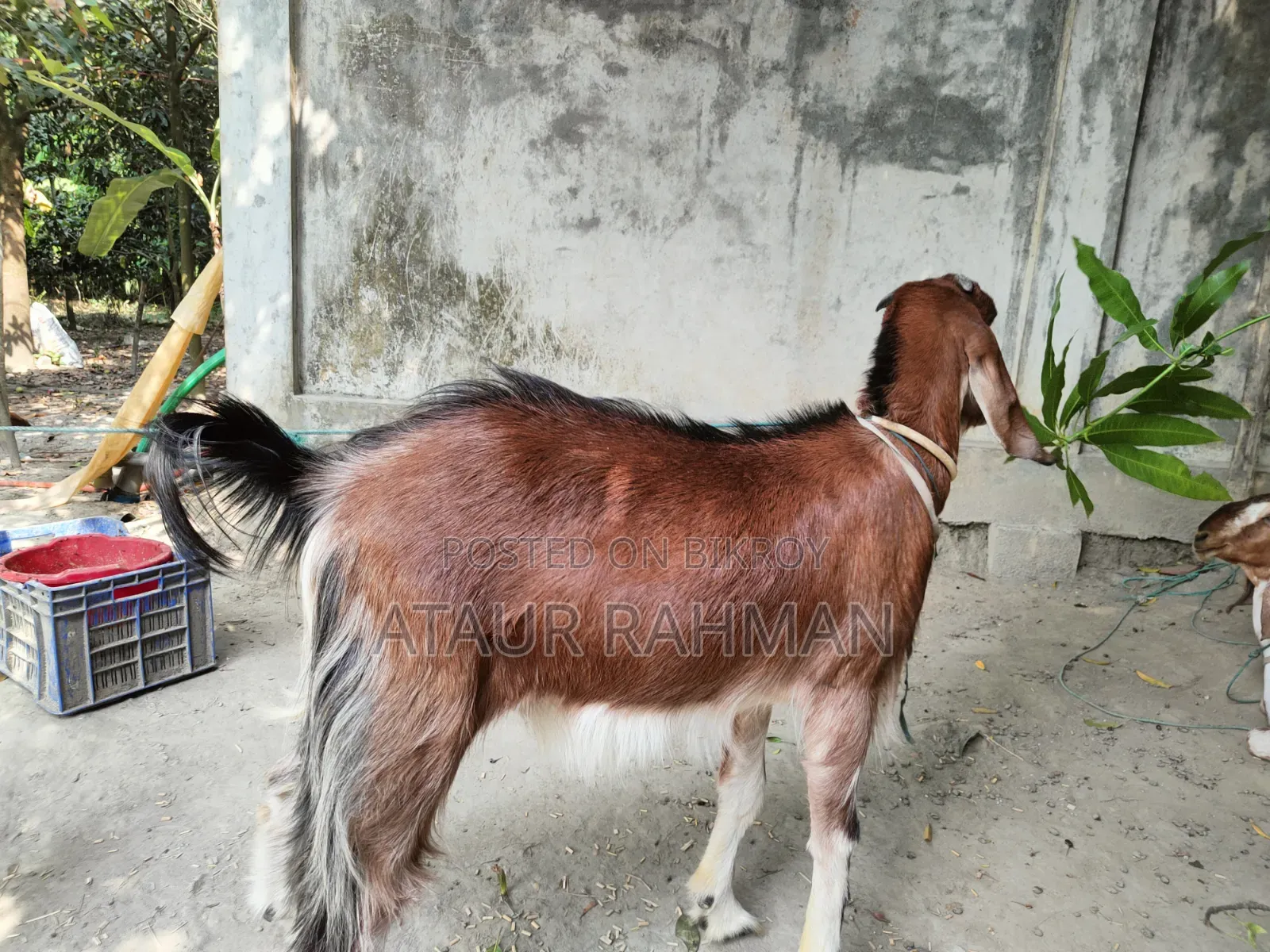 Beautiful Healthy Goat for Sale