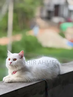 6-12 Months Male Purebred Persian