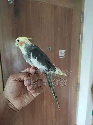 Tame Cockatiel for Sale