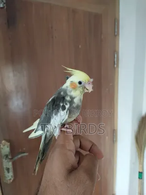 Tame Cockatiel for Sale