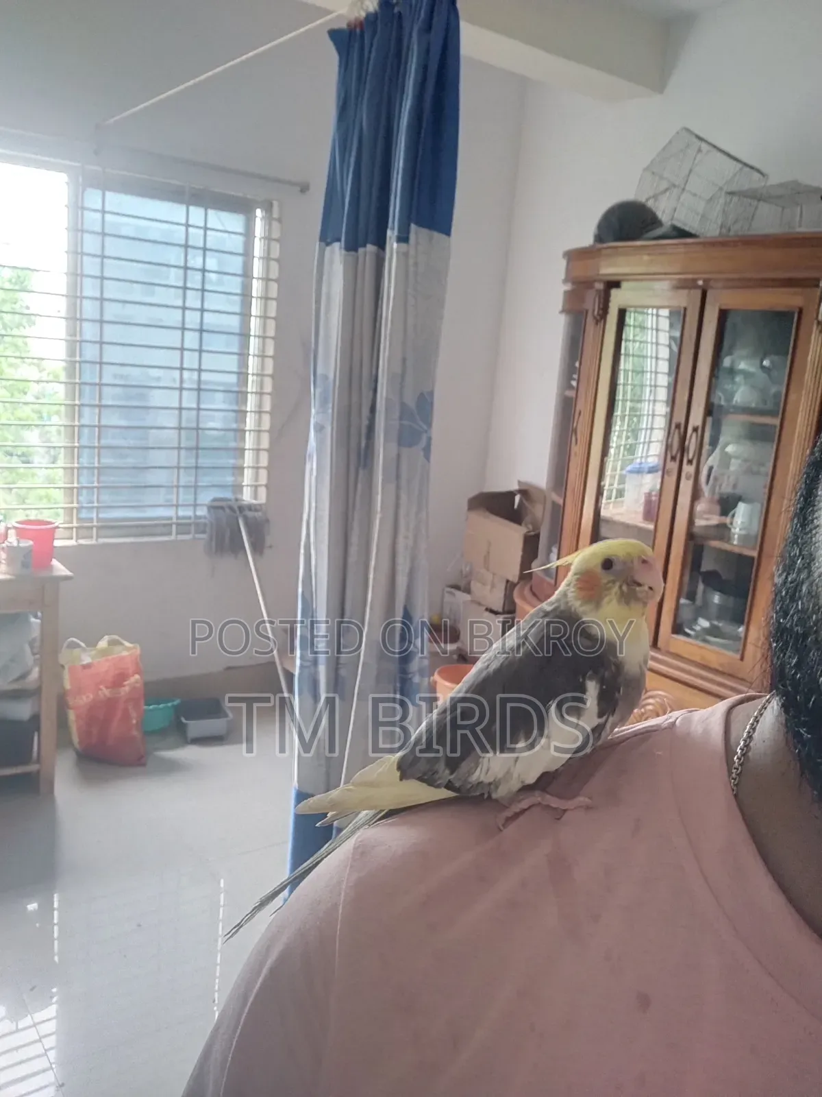 Tame Cockatiel for Sale
