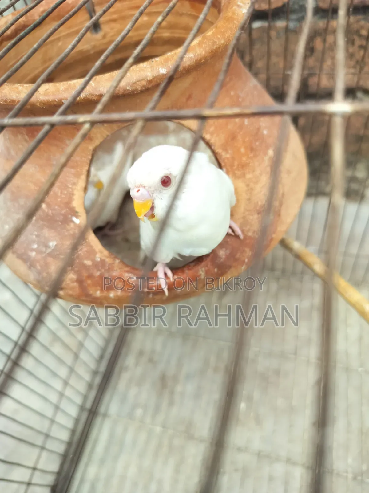 Budgerigar Albino Red Eye