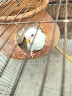 বাজরিকা অ্যালবিনো রেড আই