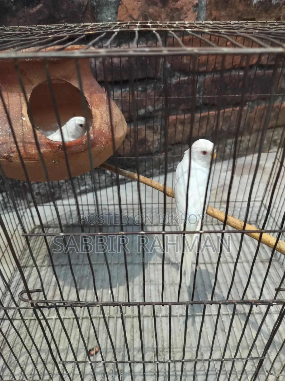 Budgerigar Albino Red Eye