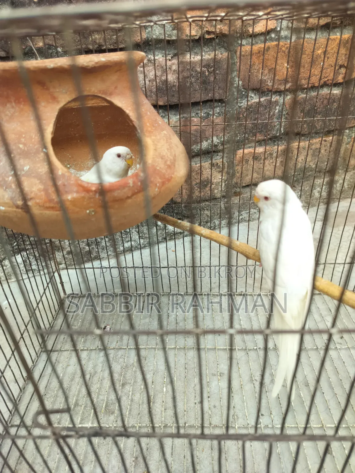 Budgerigar Albino Red Eye