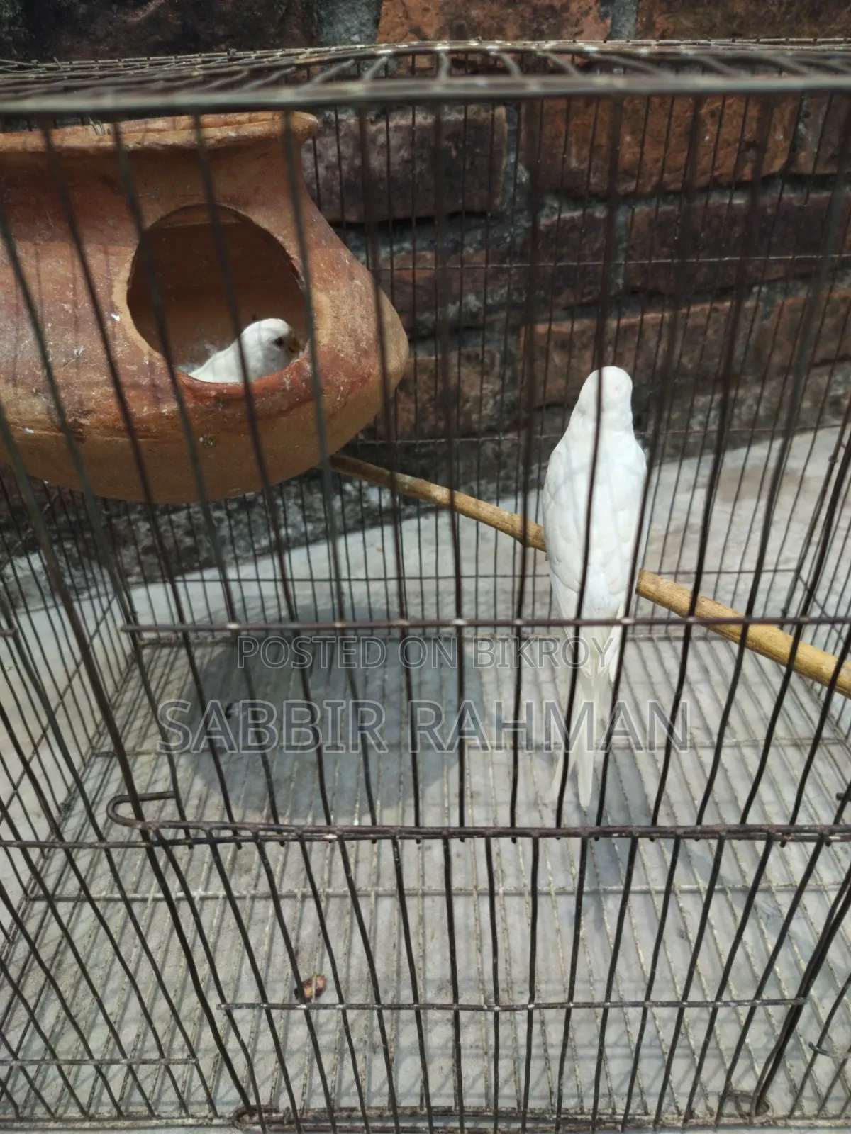 Budgerigar Albino Red Eye