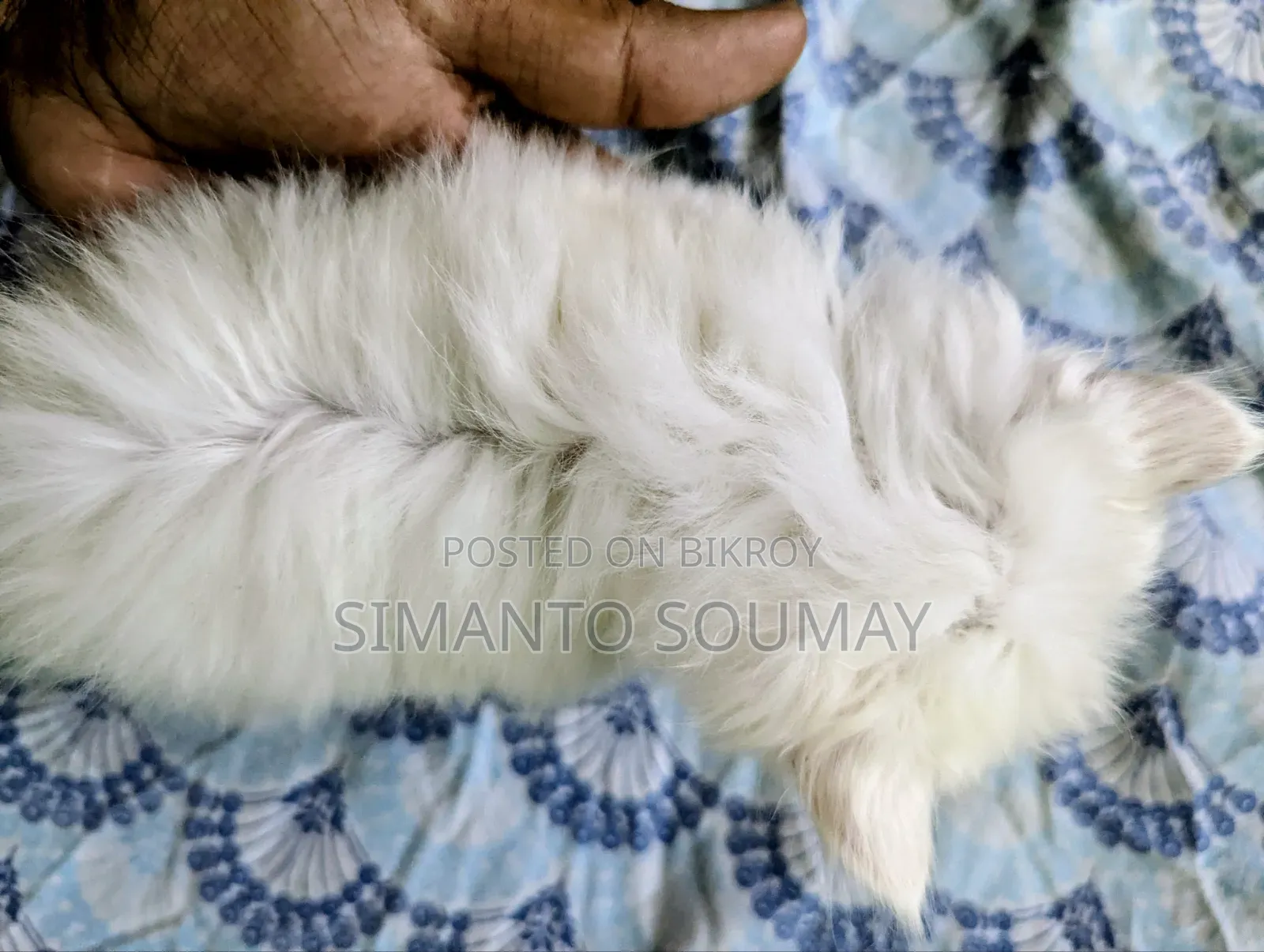 ১-৩ মাস বয়সী পুরুষ পিওরব্রেড পার্সিয়ান বিড়াল