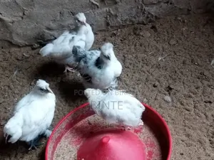 Fancy Chicken