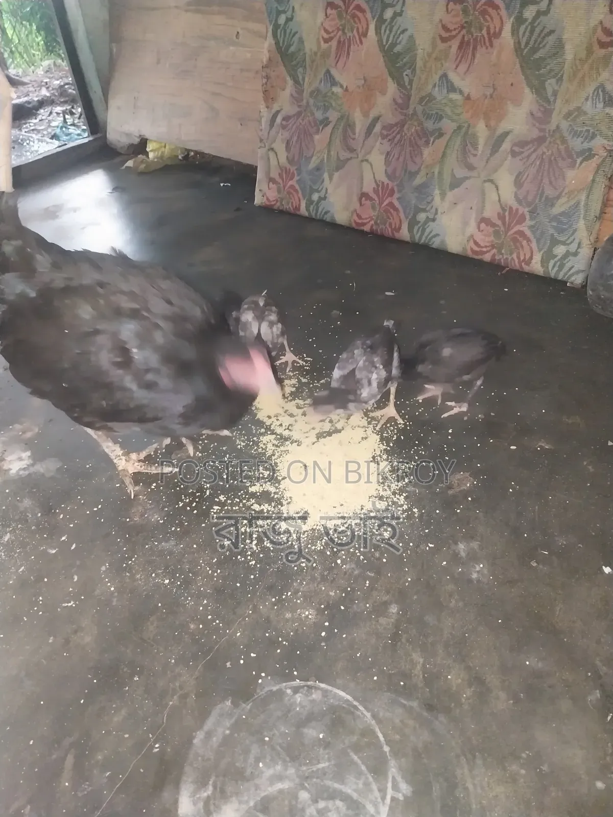 Shorali Duck with Chicks